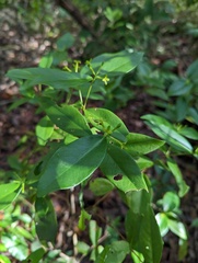 Wikstroemia