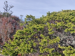Arctostaphylos montaraensis