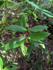Wikstroemia