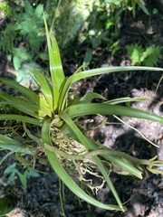Tillandsia variabilis