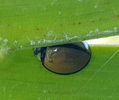 Cheilomenes propinqua