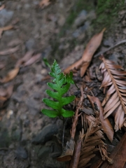 Polypodium calirhiza