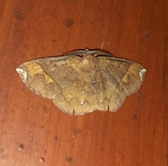 Thysanopyga amarantha