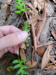 Polypodium calirhiza