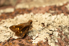 Lon melane vitellina