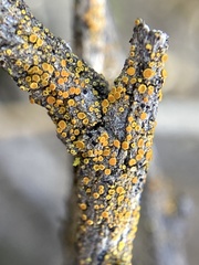 Athallia pyracea