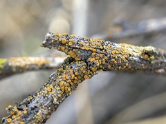 Athallia pyracea