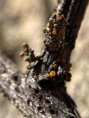 Athallia pyracea