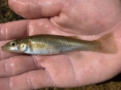 Fundulus catenatus