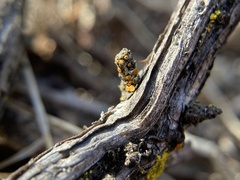 Athallia pyracea