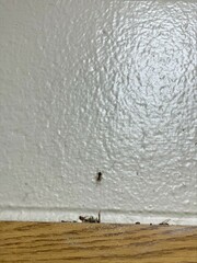 Araneae