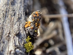 Athallia pyracea