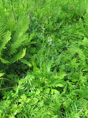 Saussurea maximowiczii