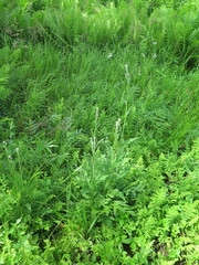 Saussurea maximowiczii