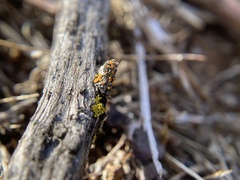 Athallia pyracea