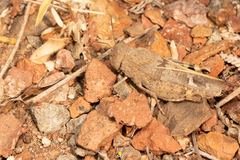 Leprus