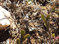 Dimorphotheca pinnata