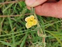 Oenothera stricta