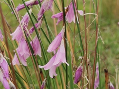 Dierama mossii