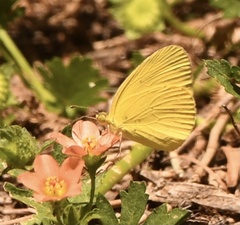 Eurema smilax