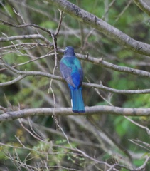 Trogon melanocephalus