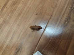 Shelfordella lateralis