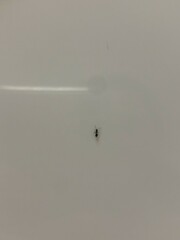 Technomyrmex difficilis