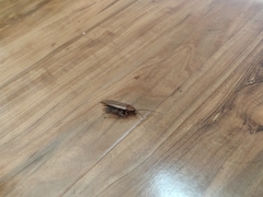 Shelfordella lateralis