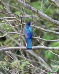 Trogon melanocephalus
