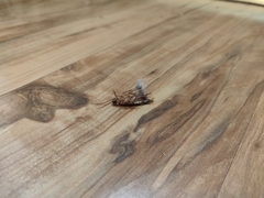 Shelfordella lateralis