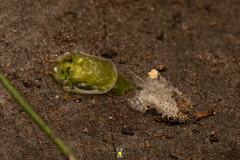 Helocassis testudinaria