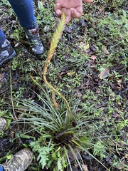 Tillandsia fasciculata