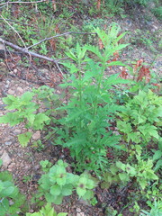 Saussurea neopulchella