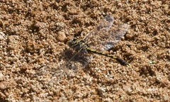 Progomphus obscurus