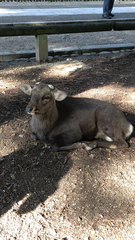 Cervus nippon centralis