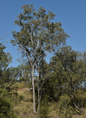 Eucalyptus coolabah