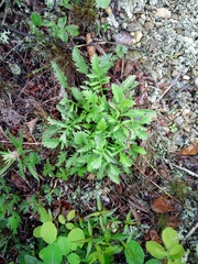 Scabiosa lachnophylla
