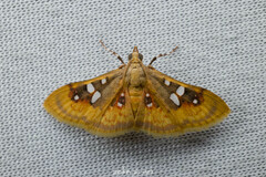 Sameodes pictalis