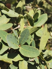 Quercus oblongifolia