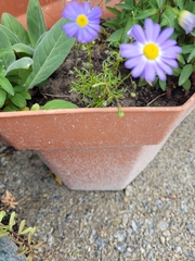 Brachyscome multifida