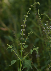 Basilicum polystachyon