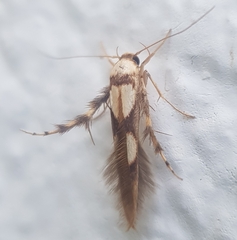 Stathmopoda luminata