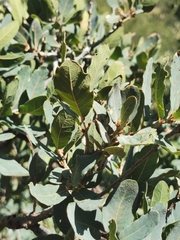Quercus oblongifolia