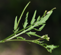 Rorippa eustylis