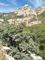 Quercus oblongifolia