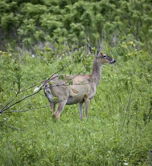 Odocoileus virginianus macrourus