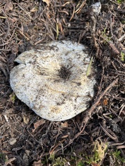 Russula brevipes acrior