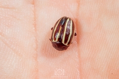 Calligrapha bidenticola