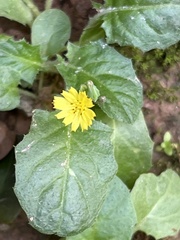 Youngia