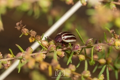 Calligrapha bidenticola